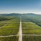 Власти Кубани направили почти 1 млрд руб на поддержку виноградарей в 2024 г.