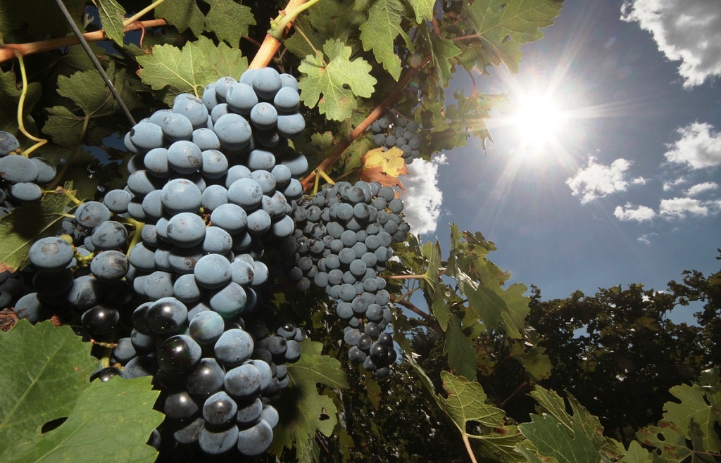 Европейские сорта – новая точка роста российского винного рынка —WineRetail.info - Информационный центр современной виноторговли