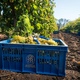 «Винодельня Ведерниковъ» из ГК  «Абрау-Дюрсо» увеличила площадь виноградников до 231 га