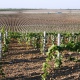 В Кабардино-Балкарии заложили 26 га виноградников по суперинтенсивной технологии за год