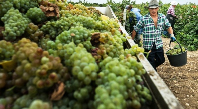 Урожай винограда в Крыму ожидается на уровне прошлого года