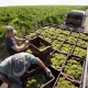 На Кубани планируют собрать порядка 225 тыс. тонн винограда